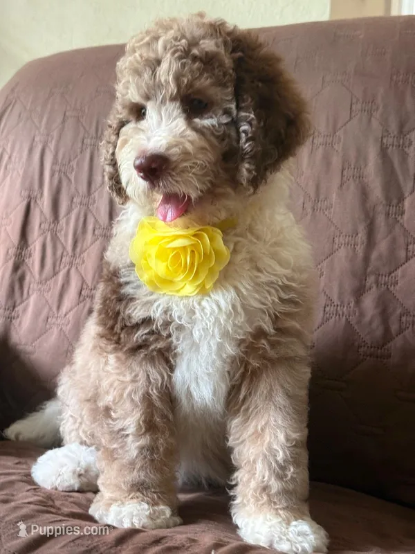 MISSY – Bernedoodle puppy for sale in Tampa, FL