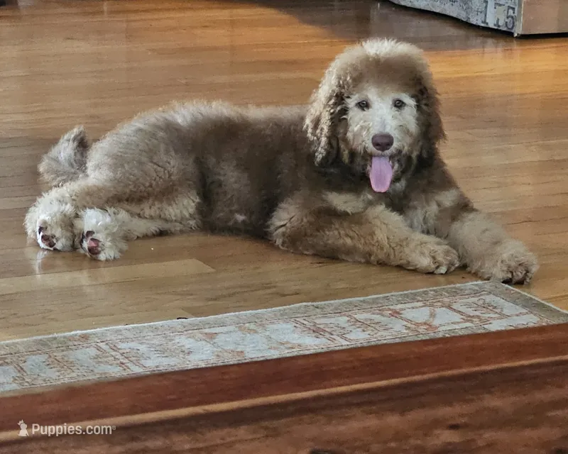 Ginger with green eyes – Bernedoodle puppy for sale in Homosassa, FL