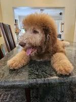 Ginger with green eyes, a female Bernedoodle for sale in Homosassa, FL – 2 of 9