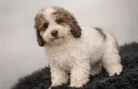 Shelby, a female Bernedoodle for sale in Homosassa, FL – 2 of 2