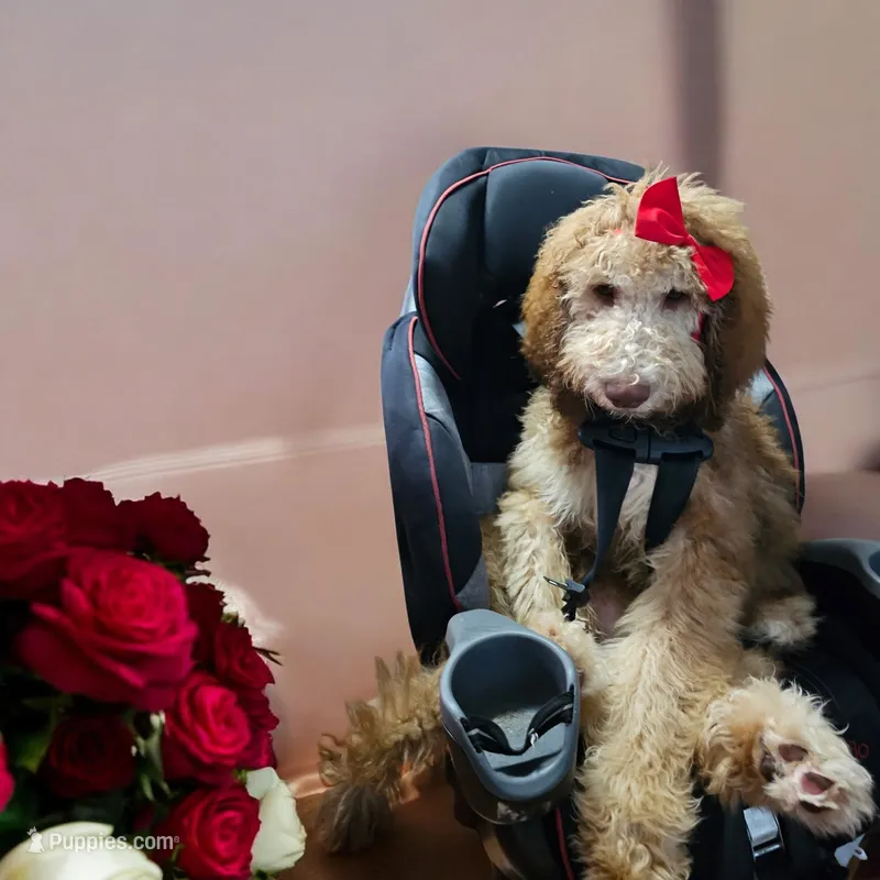 Ginger – Bernedoodle puppy for sale in Homosassa, FL