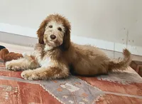 Make offer, a female Bernedoodle for sale in Homosassa, FL – 8 of 10
