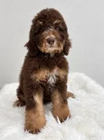 Shelby, a female Bernedoodle for sale in Homosassa, FL – 8 of 10