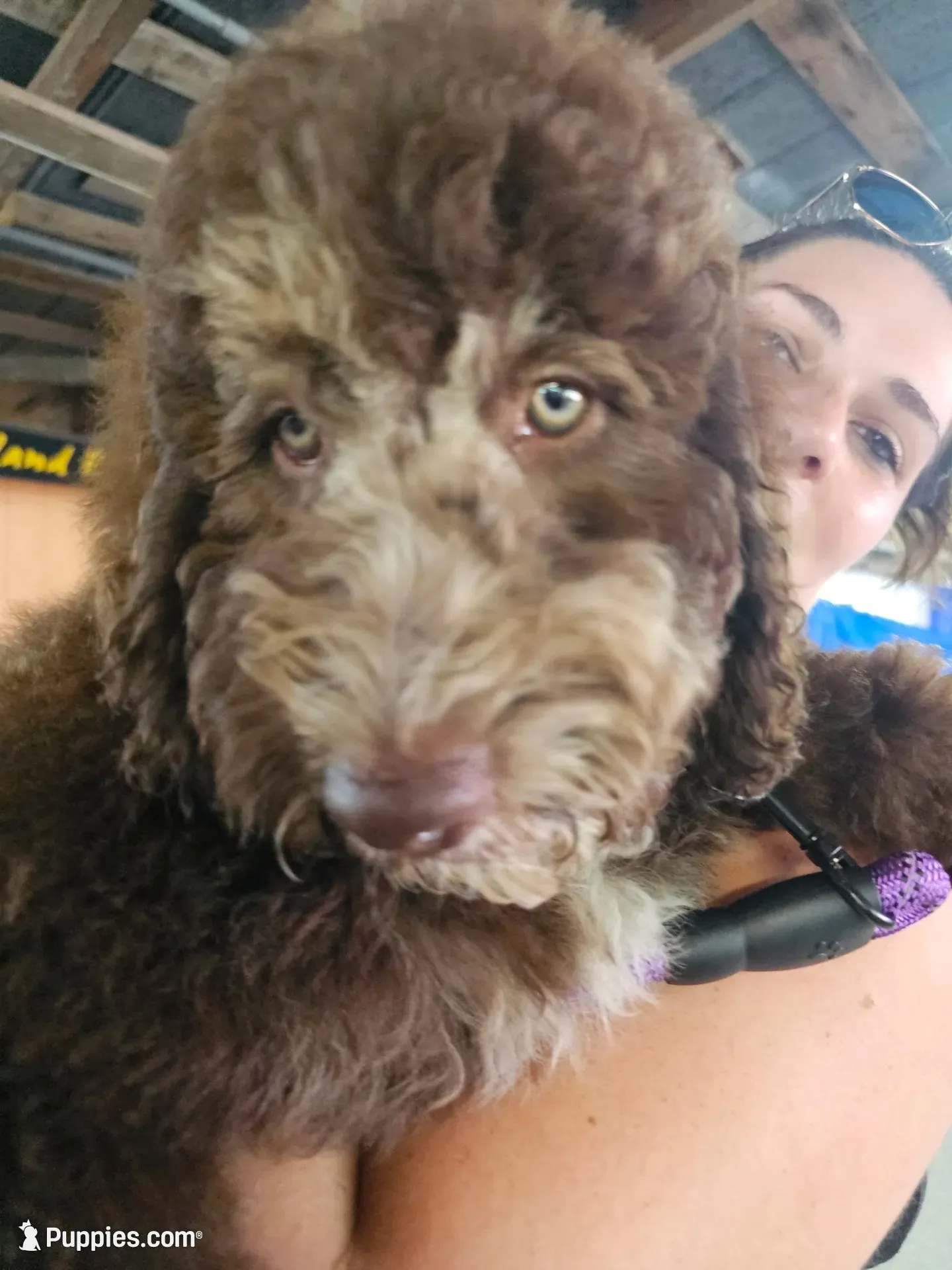 Daisy, a female Bernedoodle for sale in Tampa, FL – 2 of 4