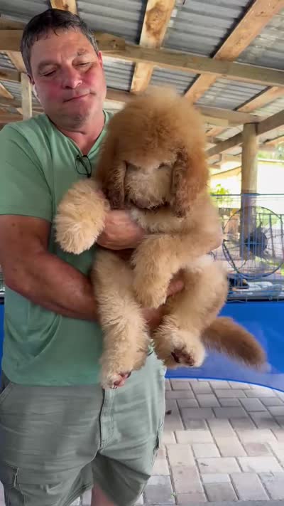 Ginger with green eyes, a female Bernedoodle for sale in Homosassa, FL – 9 of 9