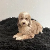 Shelby, a female Bernedoodle for sale in Homosassa, FL – 6 of 10