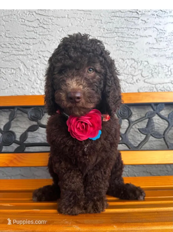 Rylee – Bernedoodle puppy for sale in Tampa, FL