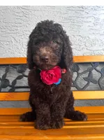 Rylee, a female Bernedoodle for sale in Tampa, FL – 1 of 1
