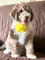 MISSY, a female Bernedoodle for sale in Tampa, FL – 2 of 5