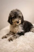 Shelby, a female Bernedoodle for sale in Homosassa, FL – 5 of 10