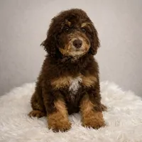 Shelby, a female Bernedoodle for sale in Homosassa, FL – 4 of 10