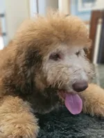 Ginger with green eyes, a female Bernedoodle for sale in Homosassa, FL – 7 of 9