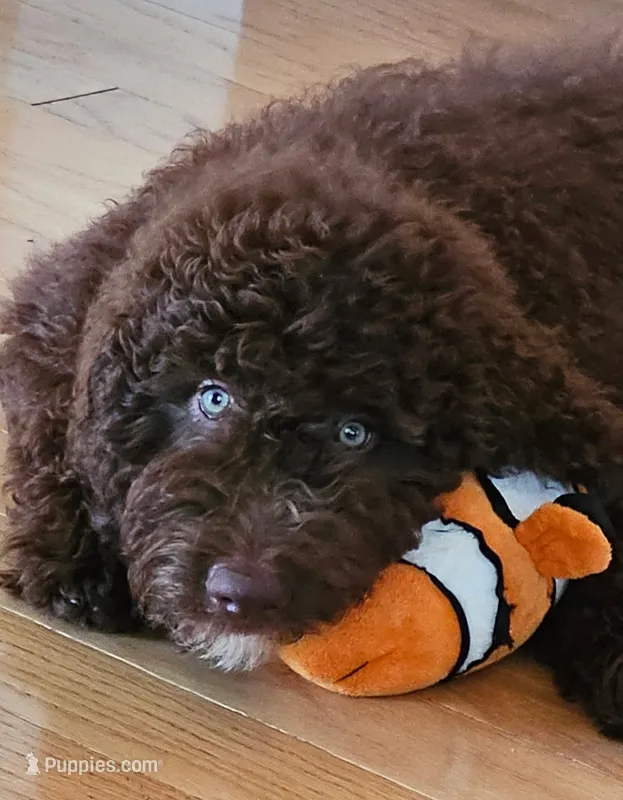 Rylee – Bernedoodle puppy for sale in Homosassa, FL