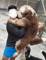 MISSY, a female Bernedoodle for sale in Tampa, FL – 4 of 5