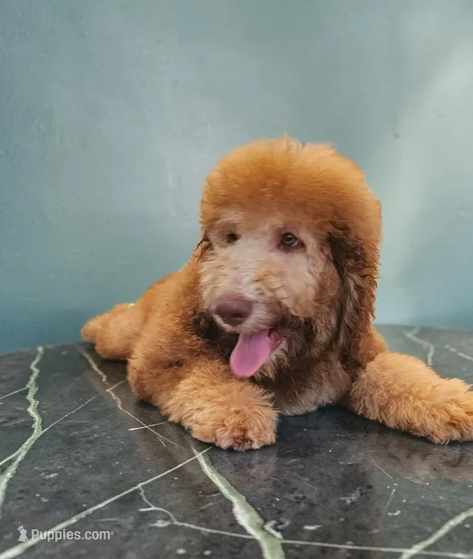 Ginger with green eyes – Bernedoodle puppy for sale in Homosassa, FL