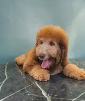 Ginger with green eyes, a female Bernedoodle for sale in Homosassa, FL – 1 of 9