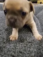 AKC April, a female French Bulldog for sale in Largo, FL – 2 of 3