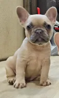 AKC April, a female French Bulldog for sale in Largo, FL – 1 of 3