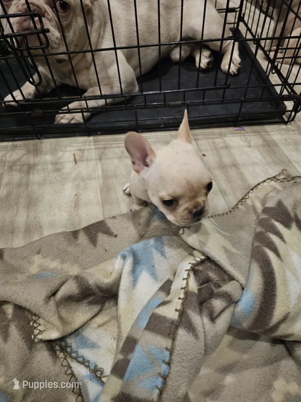 Alexa – French Bulldog puppy for sale in Largo, FL