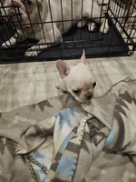 Alexa, a female French Bulldog for sale in Largo, FL – 1 of 2