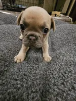 AKC April, a female French Bulldog for sale in Largo, FL – 3 of 3