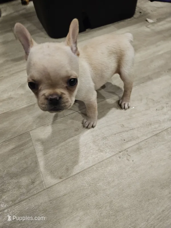 AKC Alexa – French Bulldog puppy for sale in Largo, FL