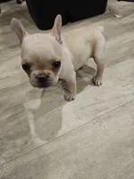Alexa, a female French Bulldog for sale in Largo, FL – 2 of 2