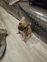 Simba, a male French Bulldog for sale in Largo, FL – 1 of 1