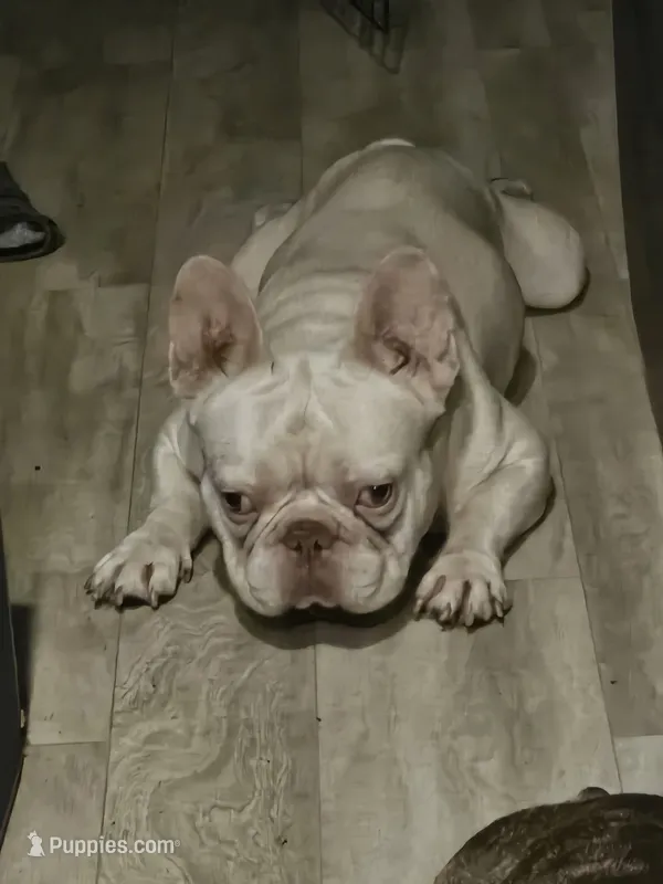 Levi – French Bulldog puppy for sale in Largo, FL