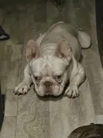 Levi, a male French Bulldog for sale in Largo, FL – 1 of 1