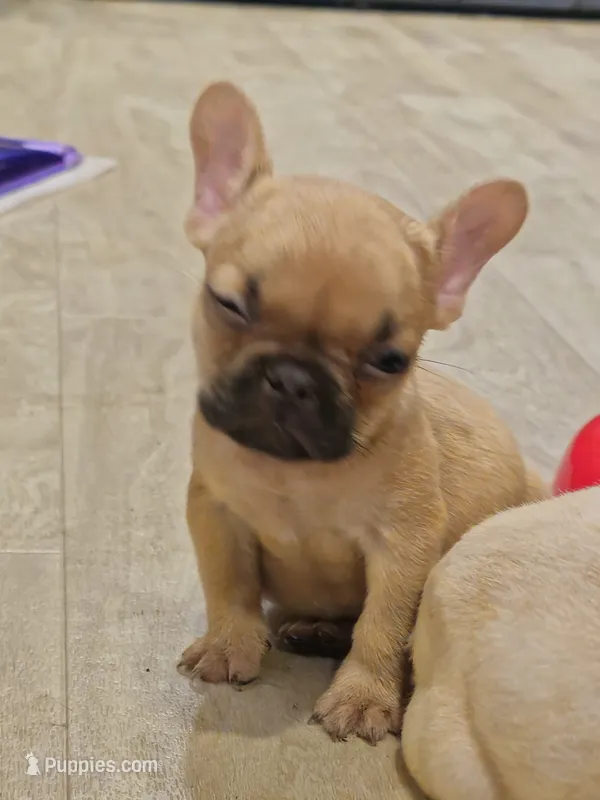 AKC Simba – French Bulldog puppy for sale in Largo, FL