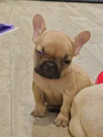AKC Simba, a male French Bulldog for sale in Largo, FL – 1 of 2