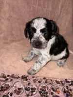 Flower, a female Bichon Frise for sale in St. Ann, MO – 5 of 6