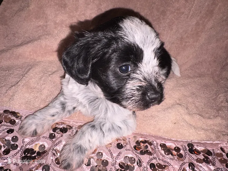 Flower – Bichon Frise puppy for sale in St. Ann, MO