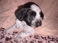 Flower, a female Bichon Frise for sale in St. Ann, MO – 1 of 6