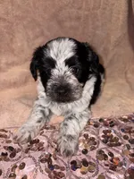 Flower, a female Bichon Frise for sale in St. Ann, MO – 6 of 6