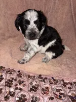 Flower, a female Bichon Frise for sale in St. Ann, MO – 2 of 6