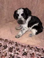 Flower, a female Bichon Frise for sale in St. Ann, MO – 4 of 6