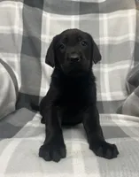 Jack , a male Labrador Retriever for sale in Louisville, KY – 1 of 3