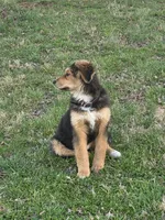 Roxie, a female Bernese Mountain Dog for sale in Louisville, KY – Photo 3 of 4