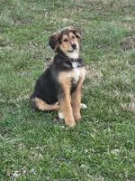 Roxie, a female Bernese Mountain Dog for sale in Louisville, KY – Photo 2 of 4