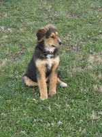 Roxie, a female Bernese Mountain Dog for sale in Louisville, KY – Photo 4 of 4