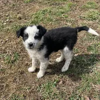 Julie, a female Border Collie for sale in Louisville, KY – Photo 1 of 4