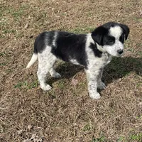 Julie, a female Border Collie for sale in Louisville, KY – Photo 3 of 4