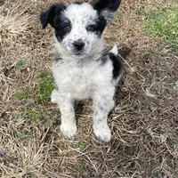 Julie, a female Border Collie for sale in Louisville, KY – Photo 2 of 4