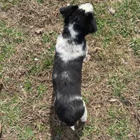 Julie, a female Border Collie for sale in Louisville, KY – Photo 4 of 4