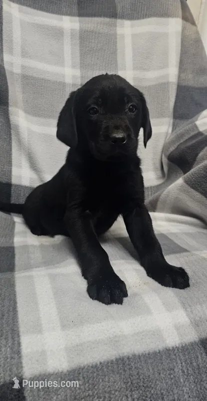 Sadie – Labrador Retriever puppy for sale in Louisville, KY