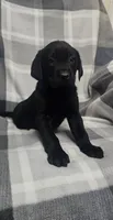 Sadie, a female Labrador Retriever for sale in Louisville, KY – 1 of 2