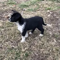Luna , a female Border Collie for sale in Louisville, KY – Photo 2 of 2