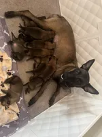 Pinky pie, a female Belgian Malinois and German Shepherd Dog for sale in Raleigh, NC – 10 of 10